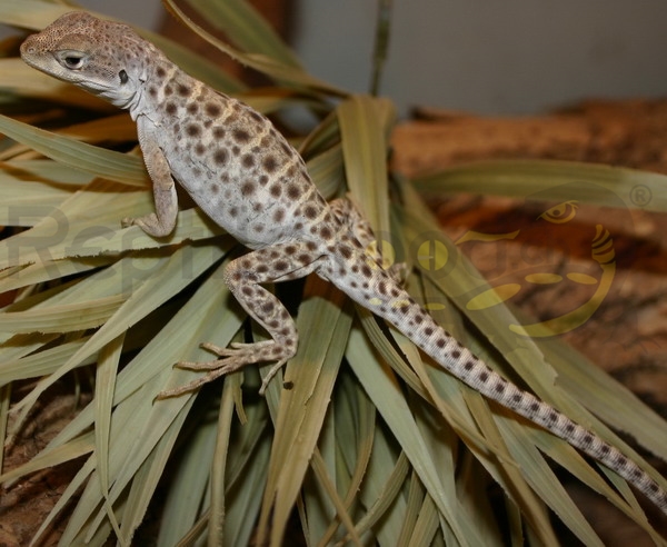 Lézard léopard