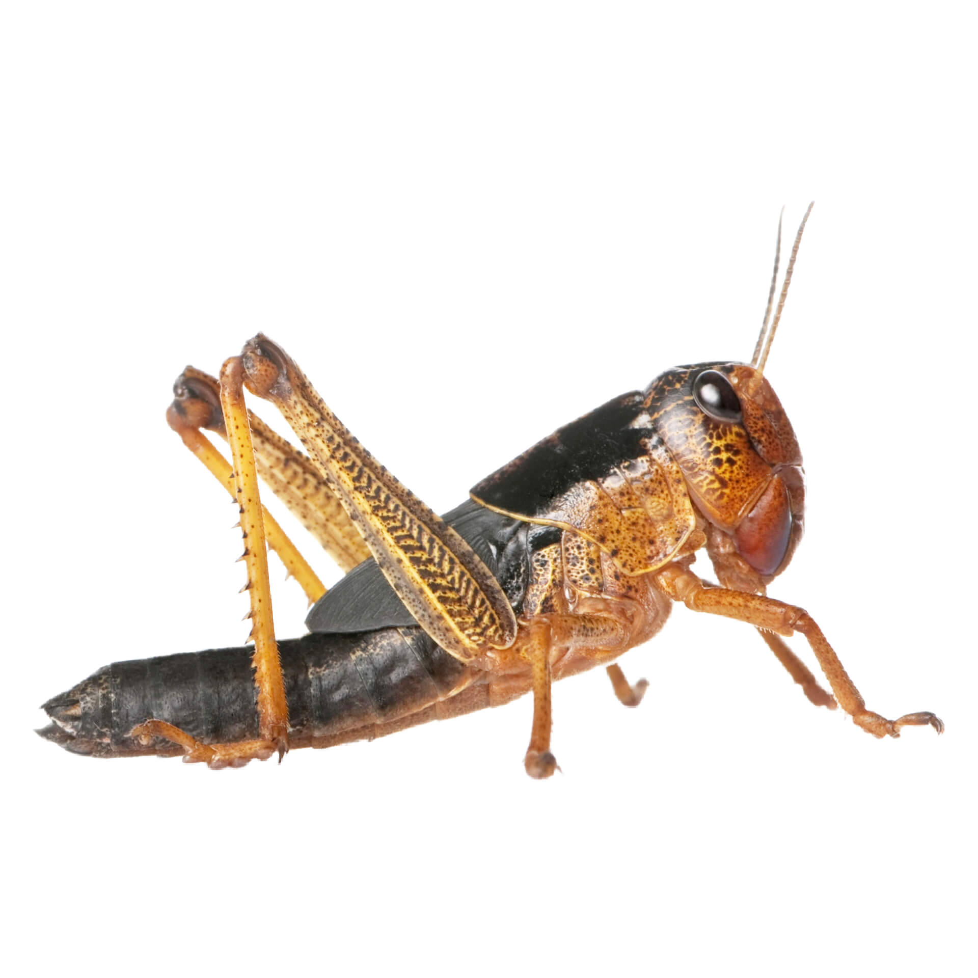 Locuste migratorie subadulte Locuste migratorie subadulte