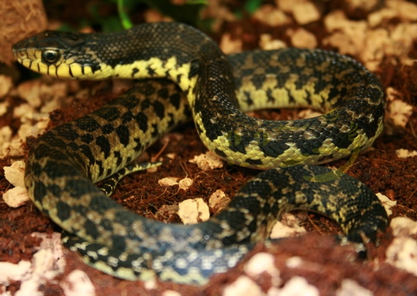 leioheterodonmadagascariensis Grosse Madagaskar Hakennasennatter