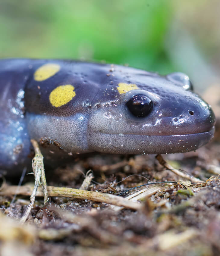 Salamanderfutter