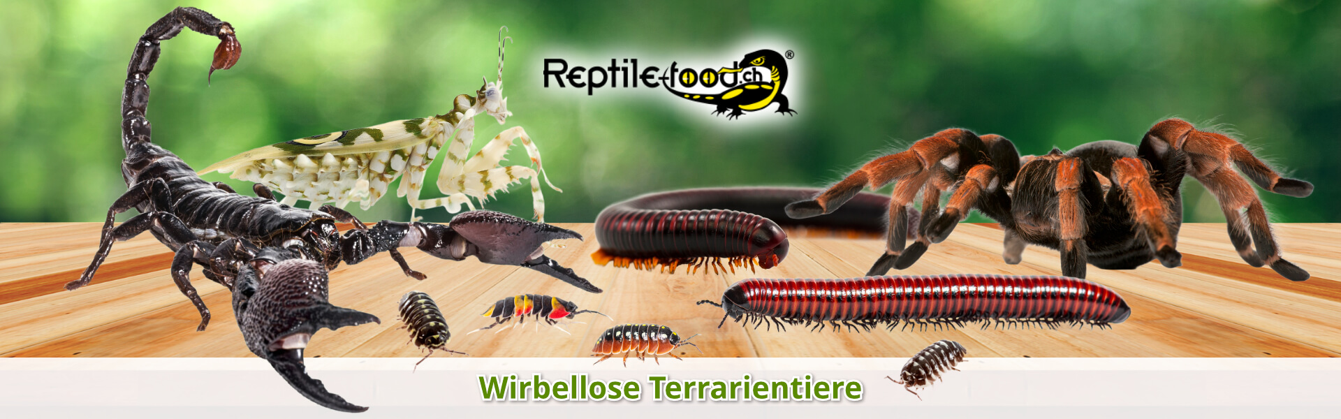 Wirbellose Terrarientiere