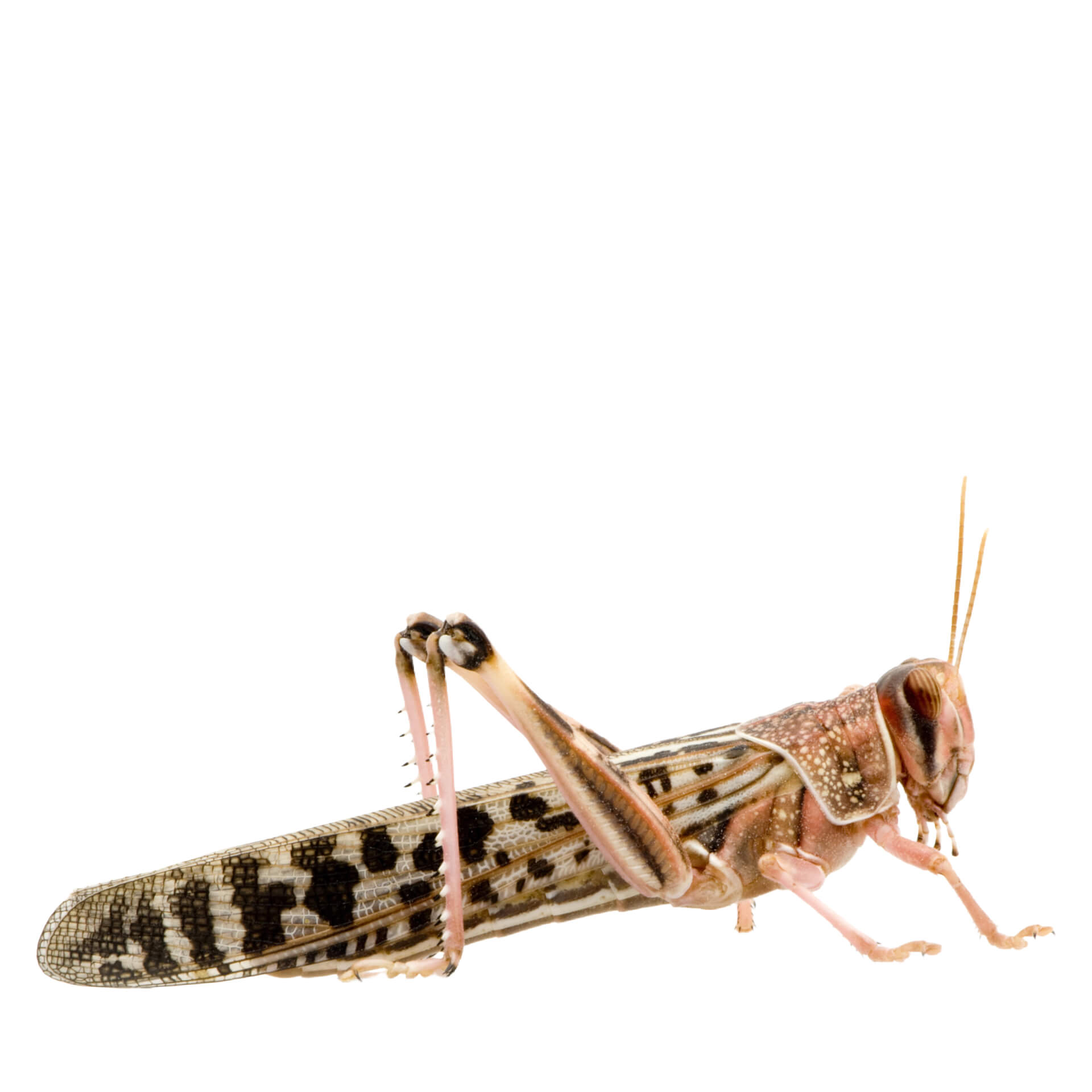 Locuste del deserto grandi Locuste del deserto grandi