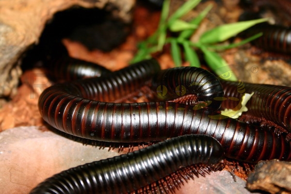 Archispirostreptus gigas - Millepiedi gigante