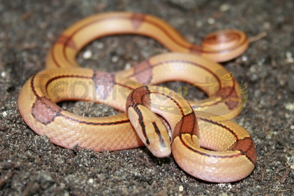 oreocryptophisporphyraceusvaillantiweb Serpent rouge des bambous