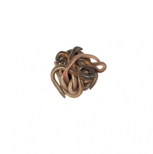 Laubwurm Lombrichi rossi comuni