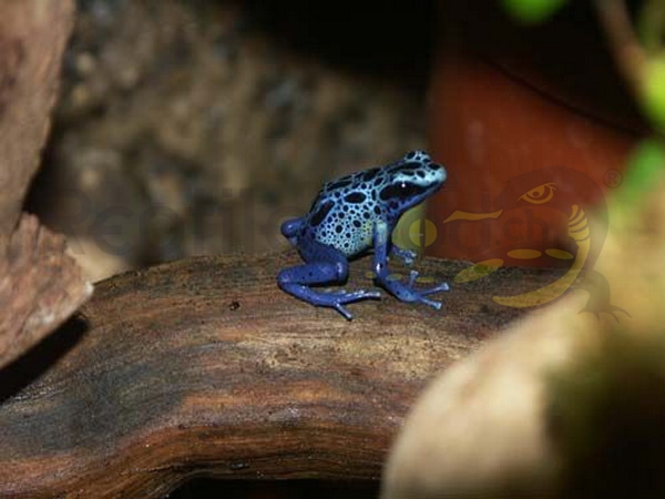 dendrobatesazureus Dendrobates tinctorius Azureus