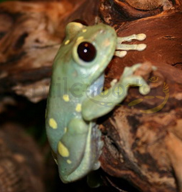 leptopelisuluguruensis Leptopelis uluguruensis