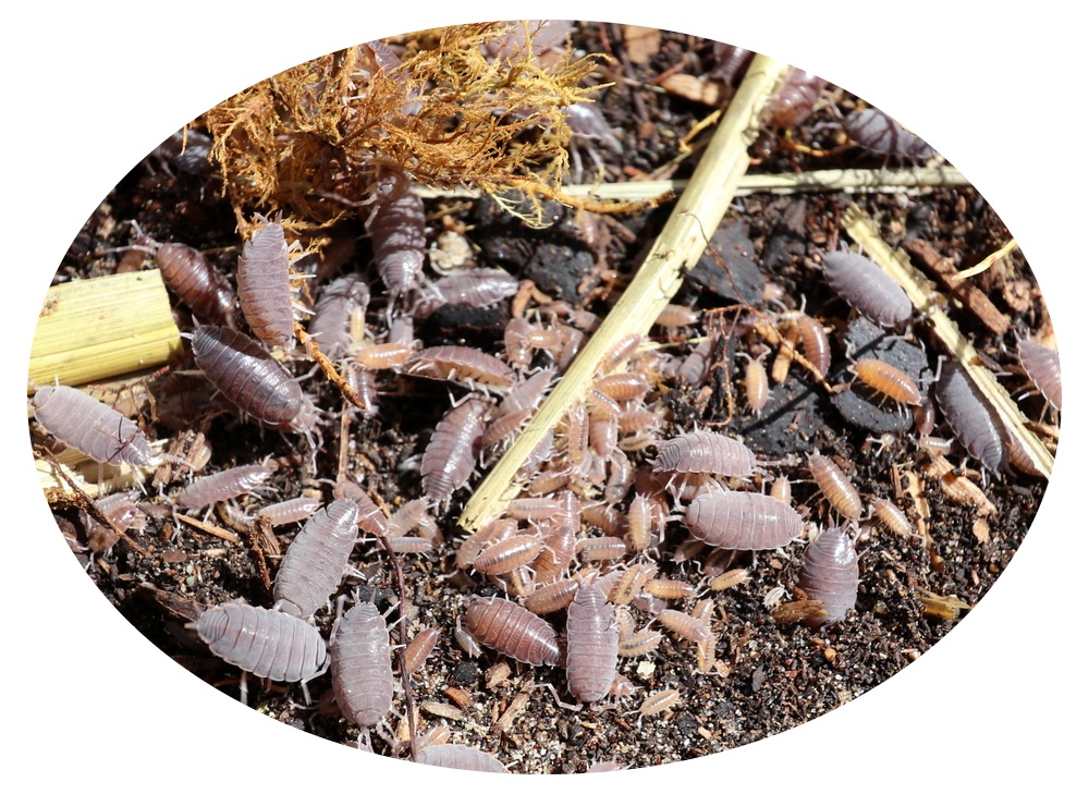 Kubanische Asseln Kubanische Asseln