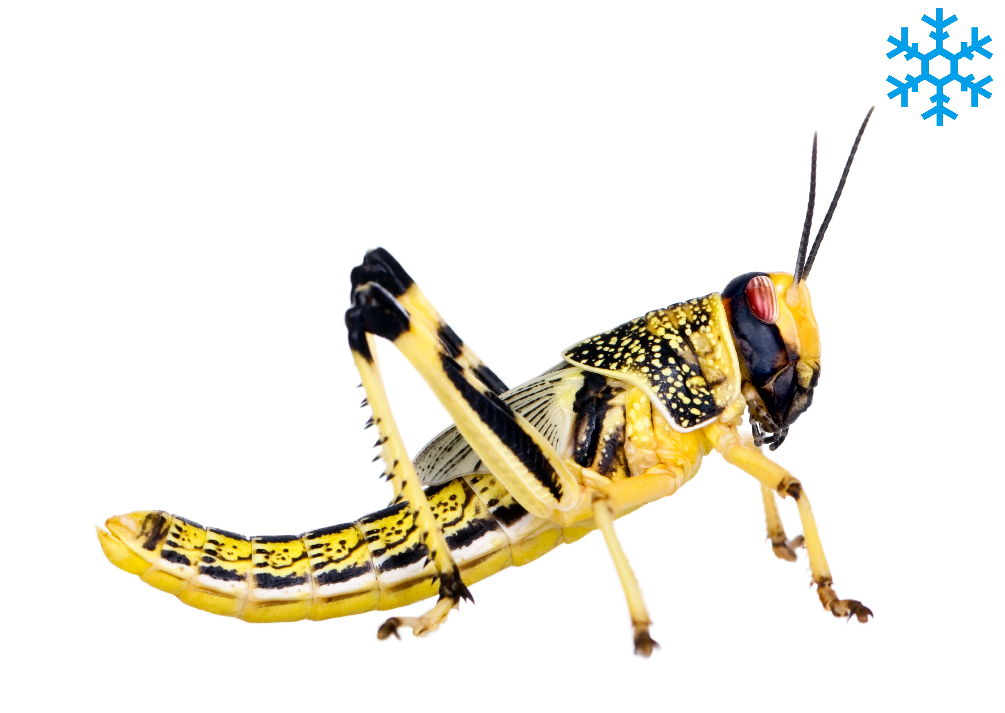 Criquet pèlerin subadulte congelé Criquet pèlerin subadulte congelé