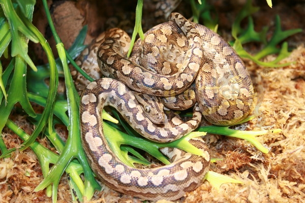 epicratescenchriaalvarezi Boa arcobaleno argentino
