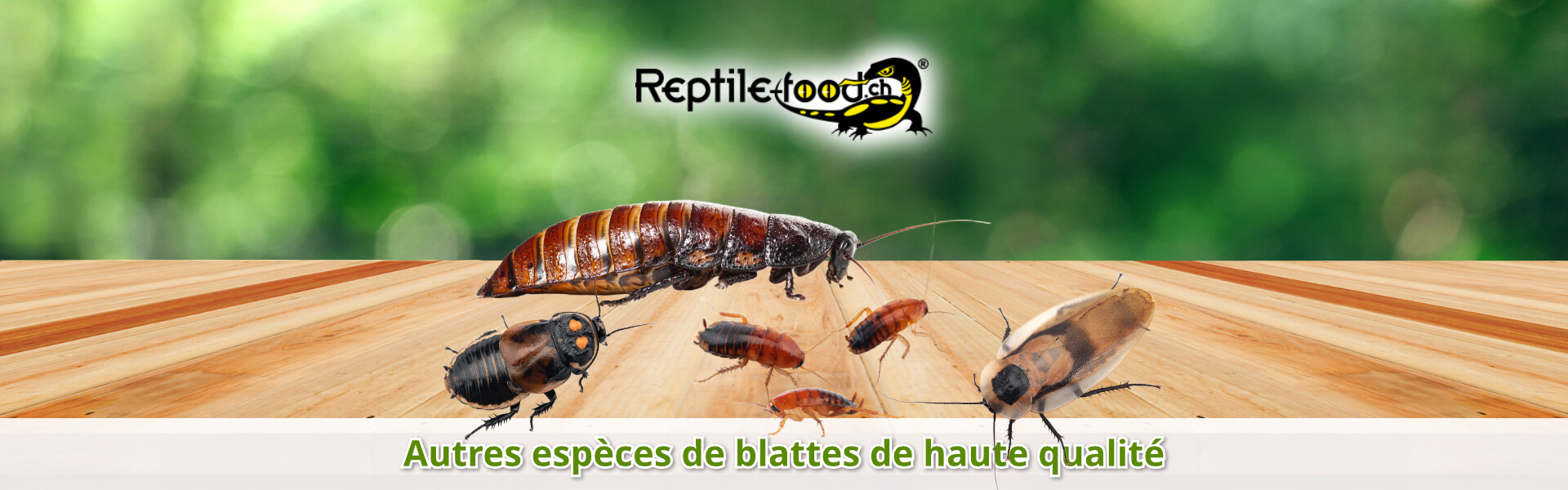 Autres espèces de blattes de haute qualité Autres espèces de blattes de haute qualité