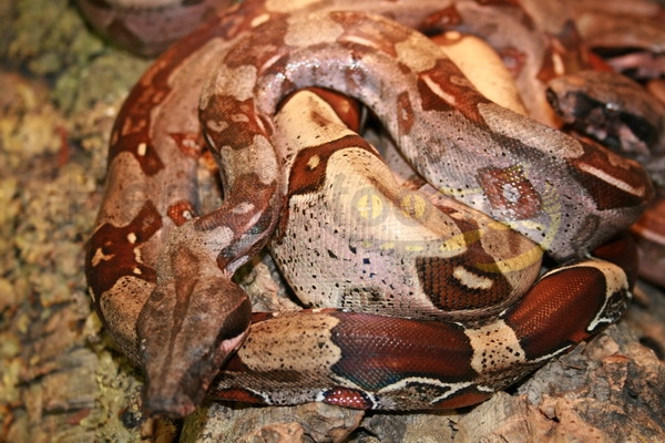 boaconsurinam Boa a coda rossa del Suriname