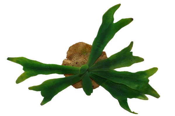 Geweihfarn-Web Geweihfarn ca. 20cm