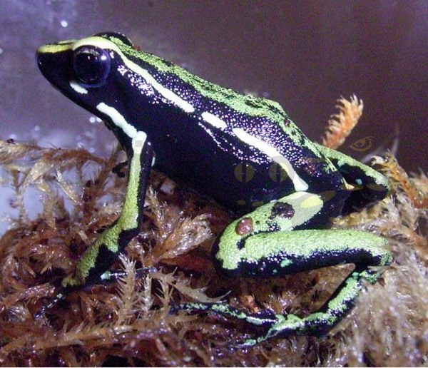 epipedobatestrivittatus Epipedobates trivittatus