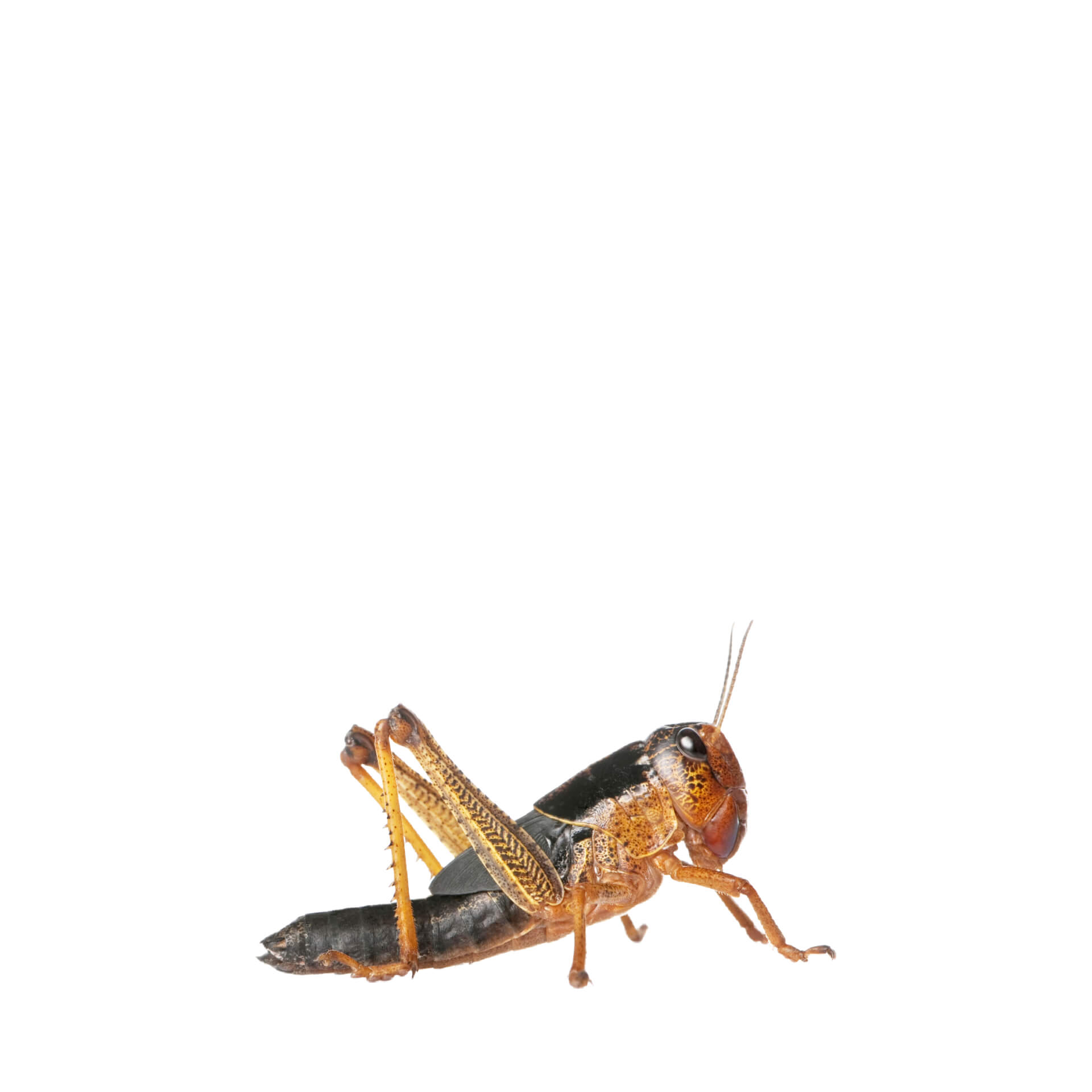 Locuste migratorie subadulte Locuste migratorie subadulte