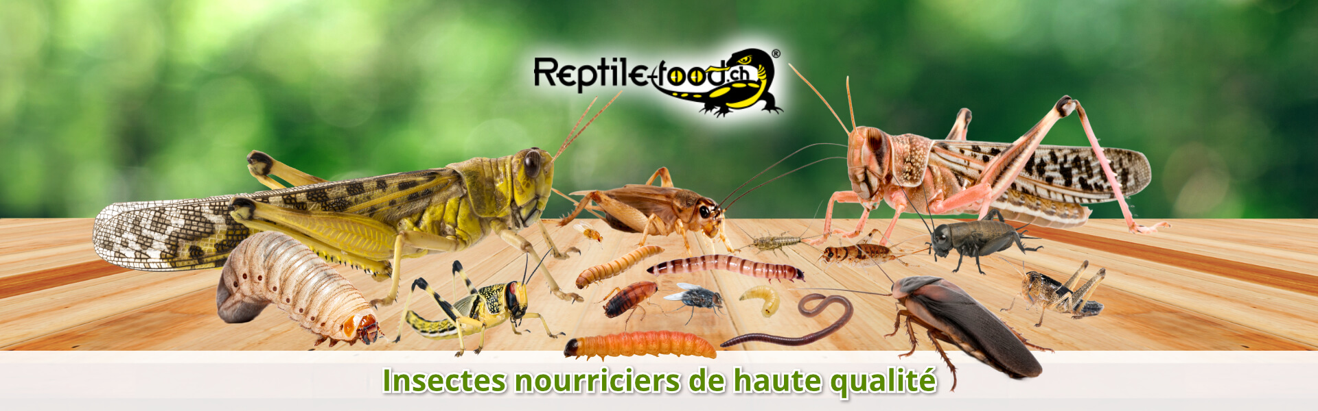 Insectes nourriciers de haute qualité