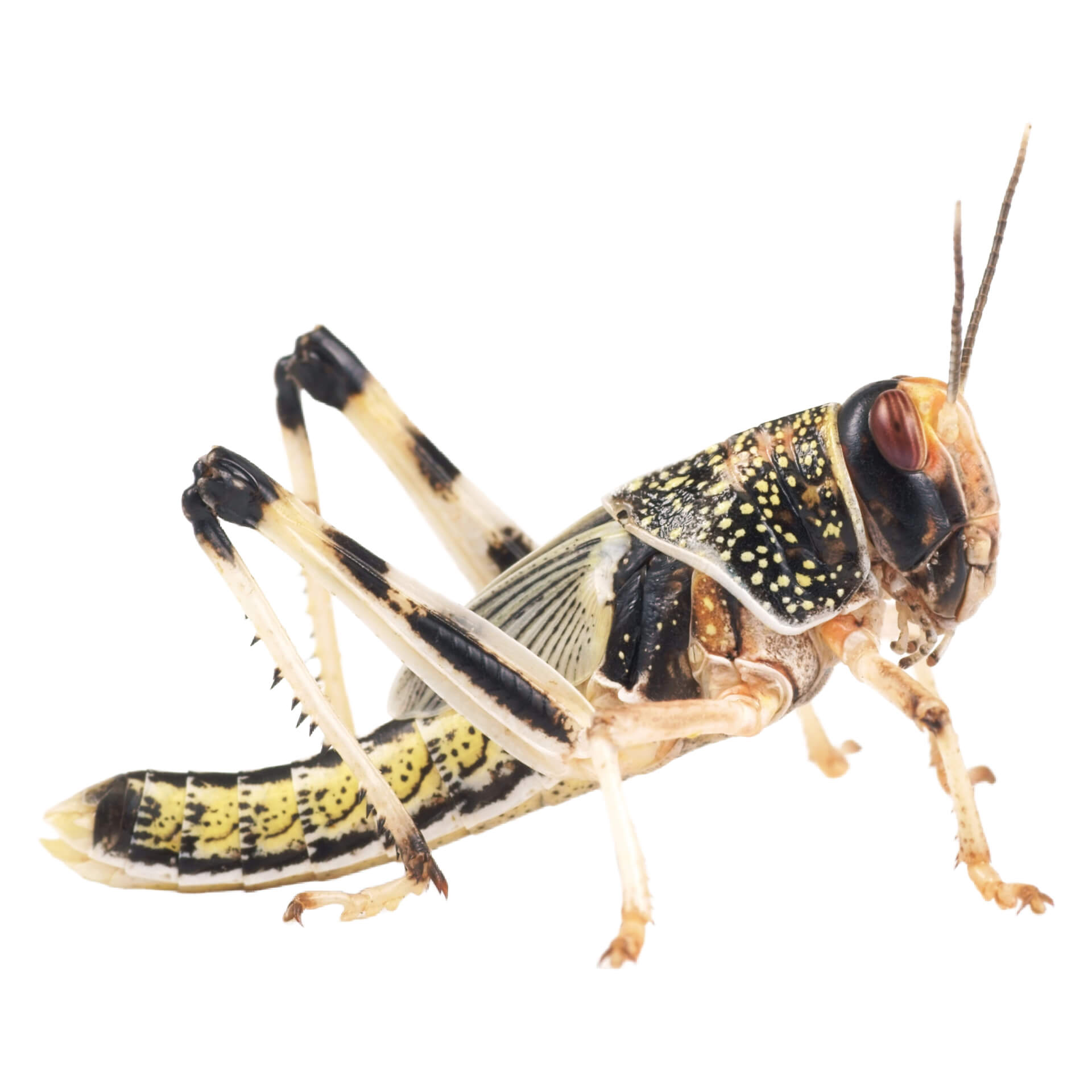 Locuste del deserto medie