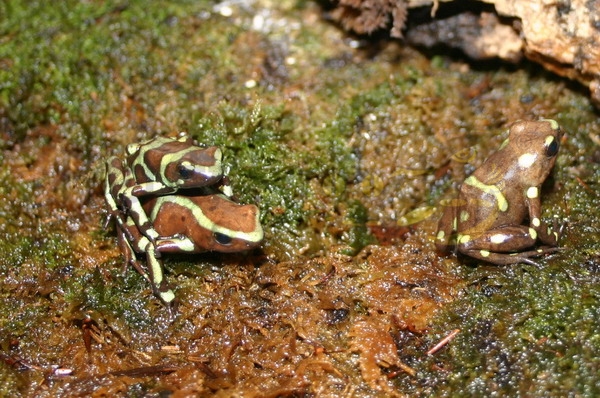 d-auratus Dendrobates auratus