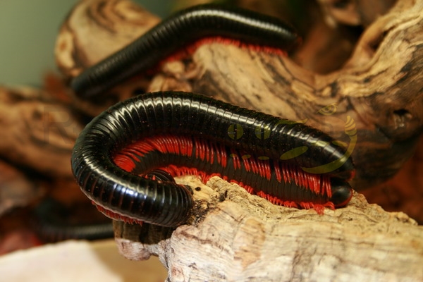 epiboluspulchripes Kenya Rotfuss Tausendfüsser