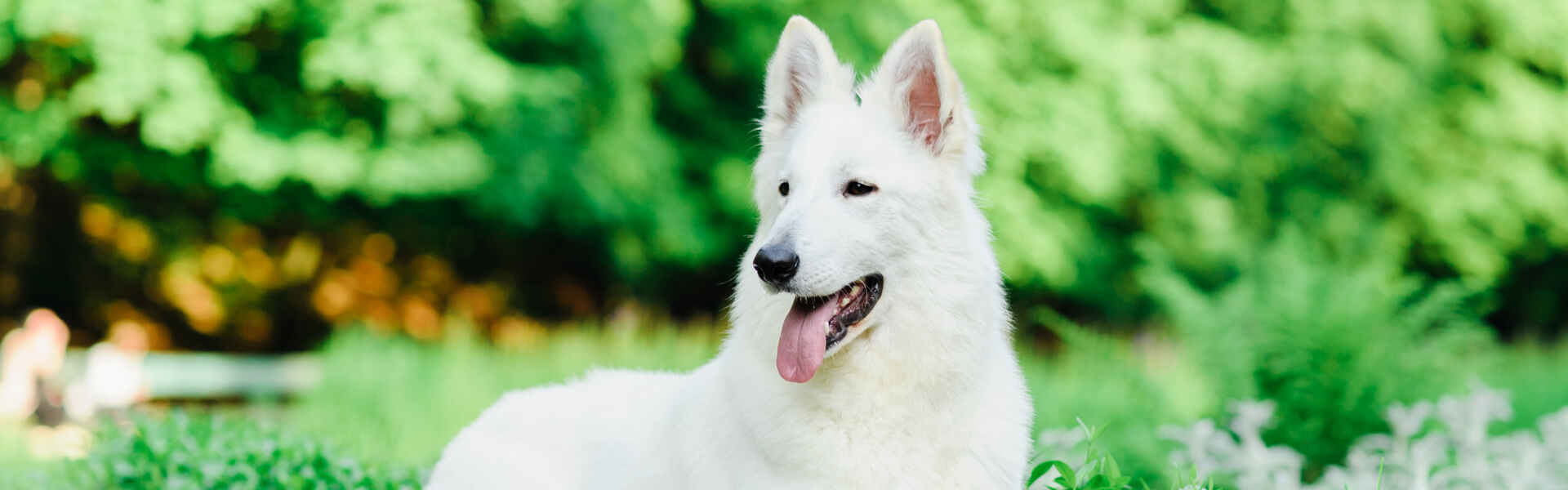 Hundefutter Hundefutter