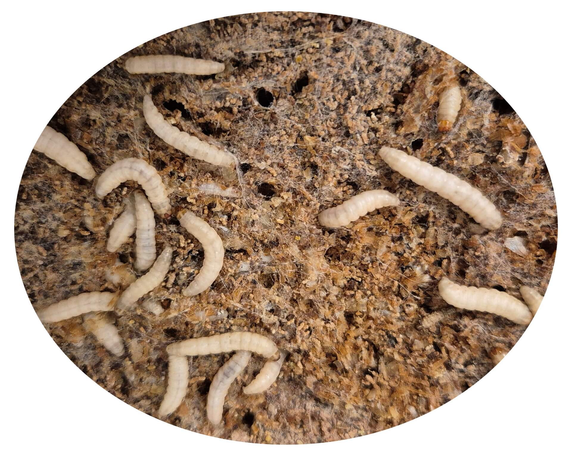 Camola del miele con pastone