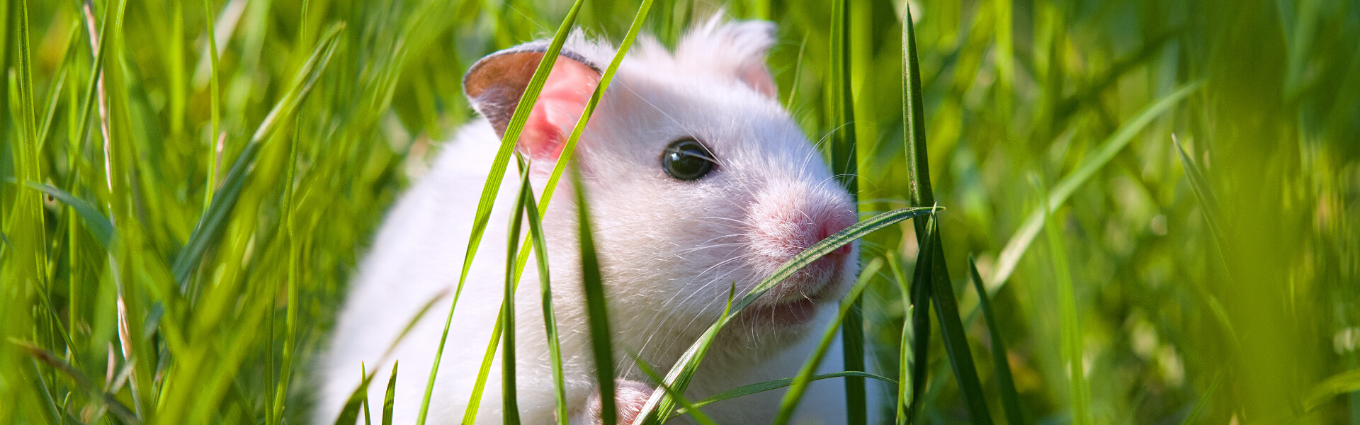 Hamsterfutter