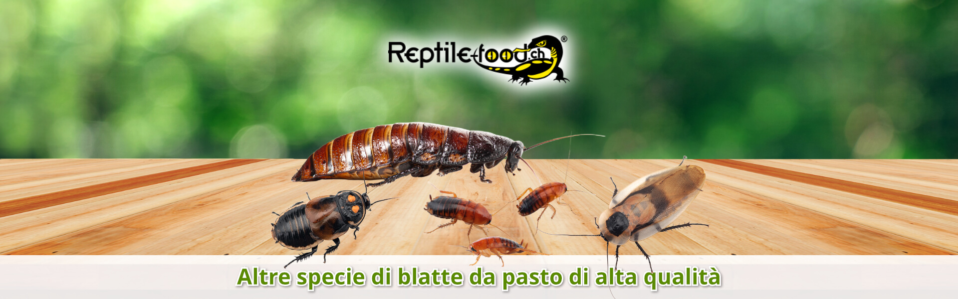 Altre specie di blatte da pasto di alta qualità Altre specie di blatte da pasto di alta qualità
