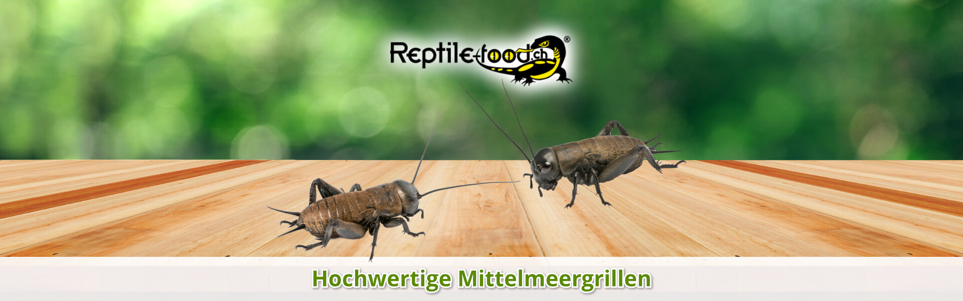 Mittelmeergrillen als Futtertiere / Futterinsekten Mittelmeergrillen als Futtertiere / Futterinsekten