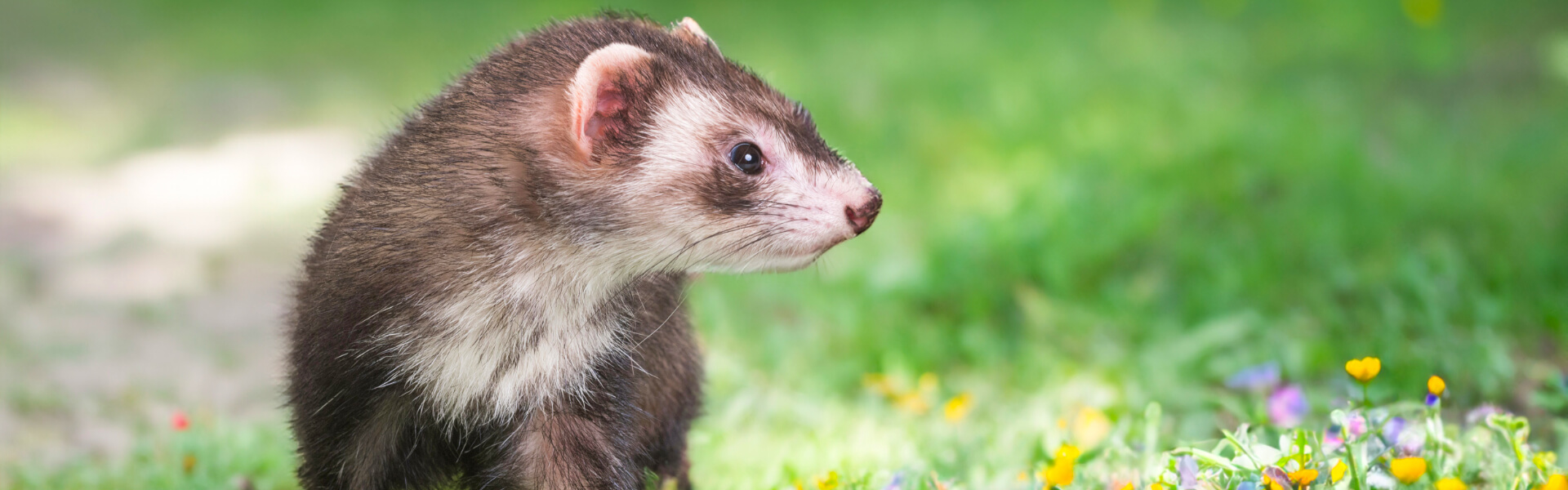 Futter für weitere Tierarten