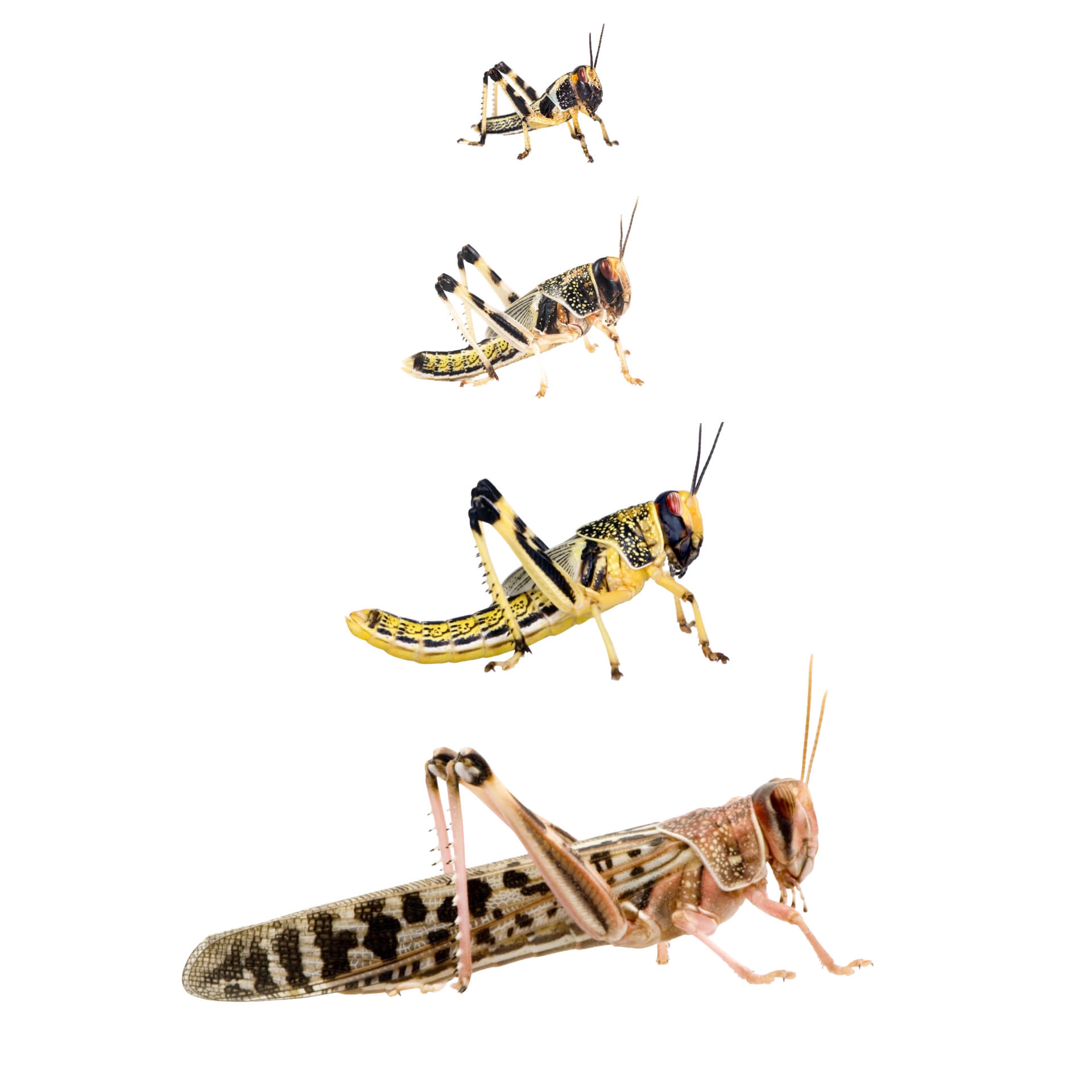 Locuste del deserto grandi Locuste del deserto grandi