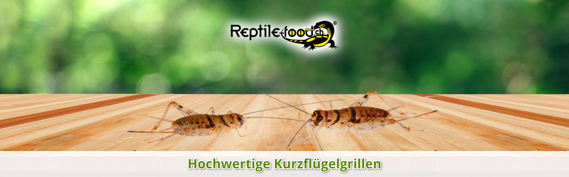 Kurzflügelgrillen als Futtertiere / Futterinsekten Kurzflügelgrillen als Futtertiere / Futterinsekten