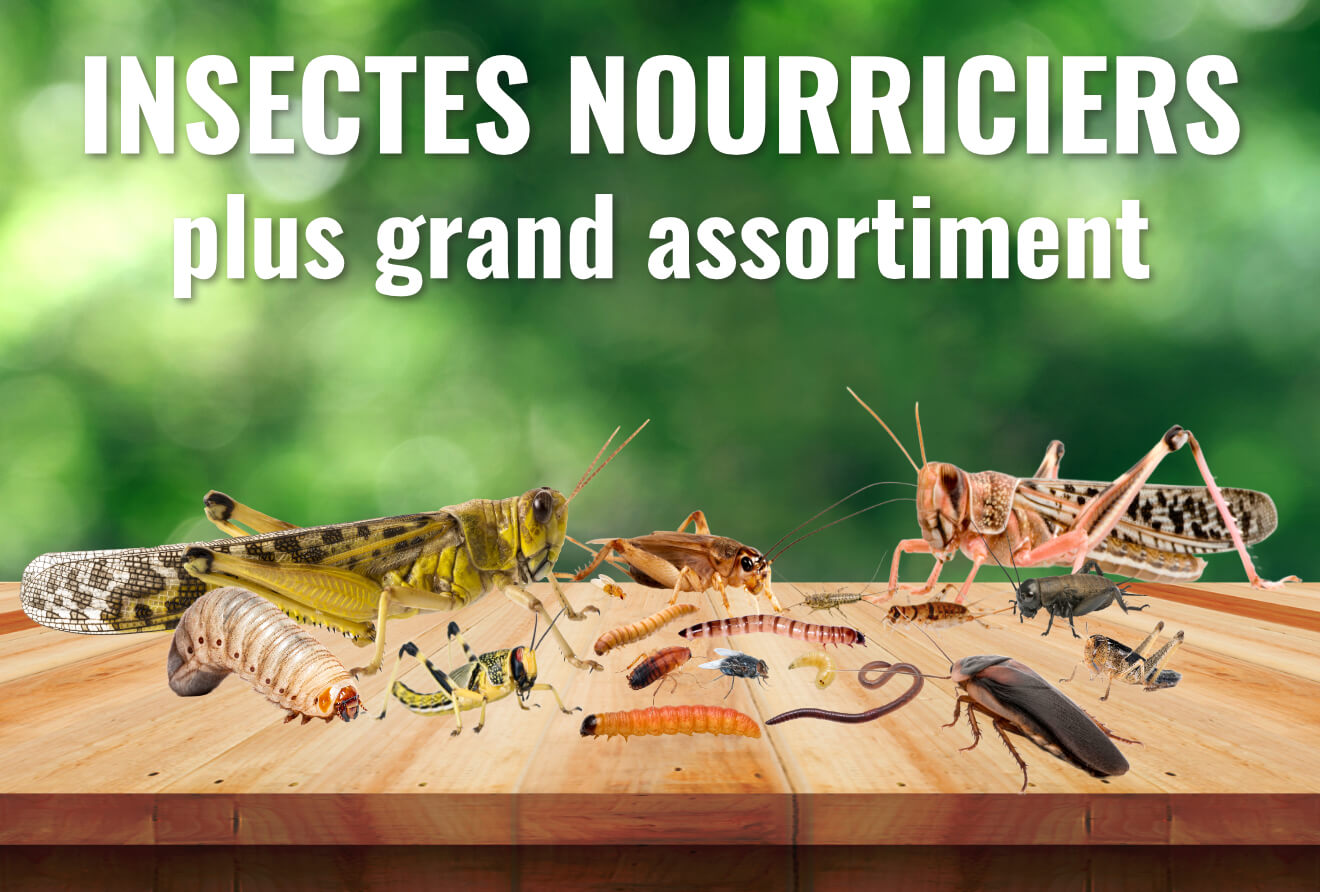 Insectes nourriciers plus grand assortiment