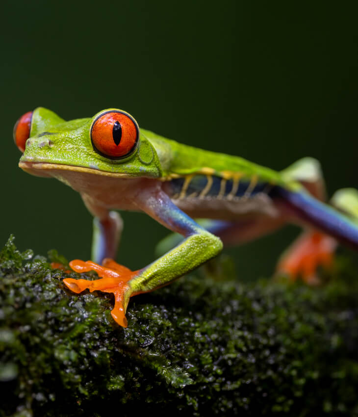 Froschfutter