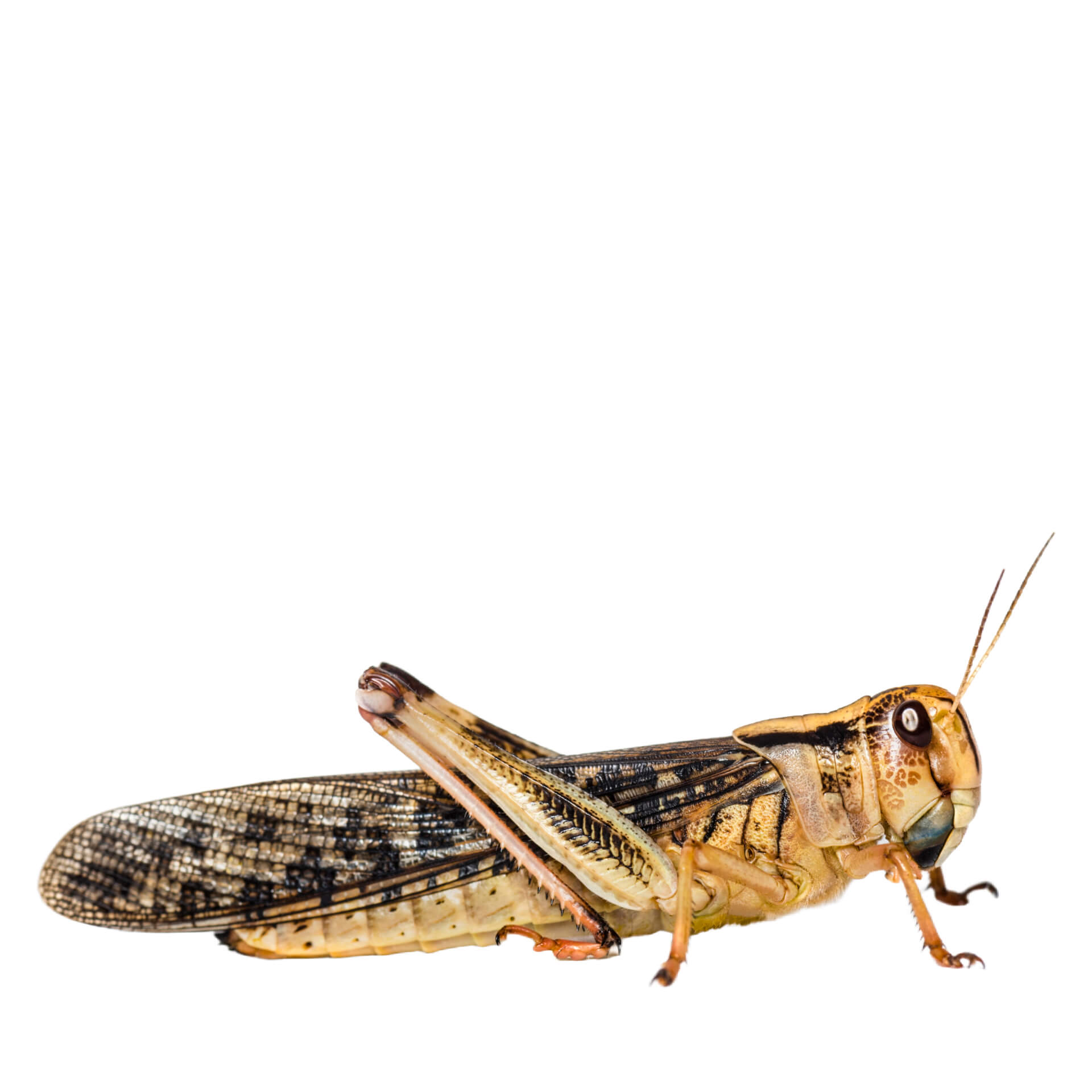 Locuste migratorie grandi