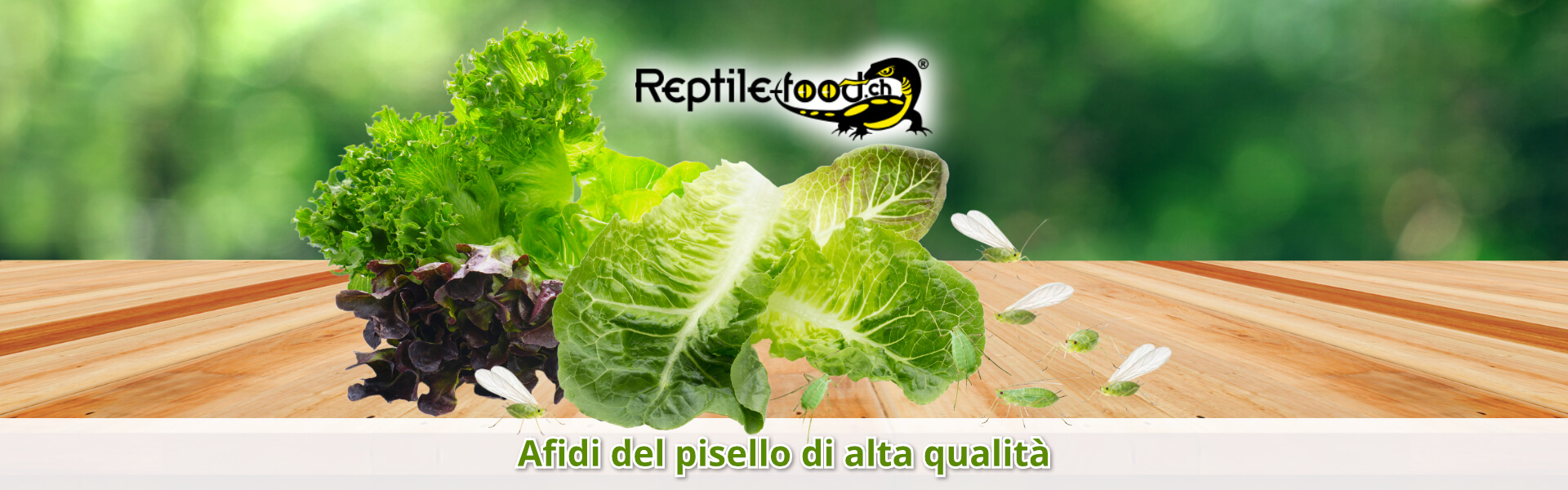 Afidi del pisello di alta qualità