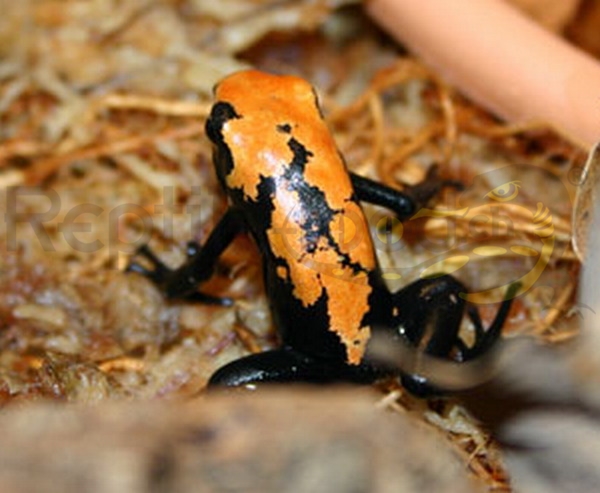 dgalactonotusorange Dendrobates galactonotus Orange