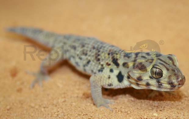 Gecko merveilleux de Roborowski