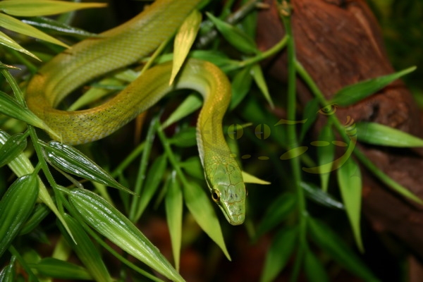 gonyosomaoxycephalum Serpente dalla testa appuntita