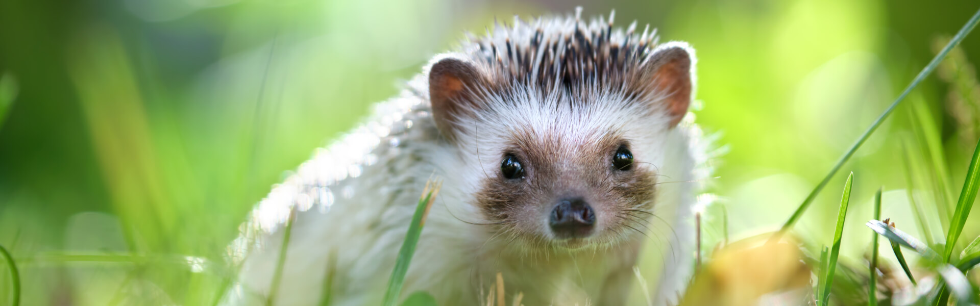 Igelfutter Igelfutter