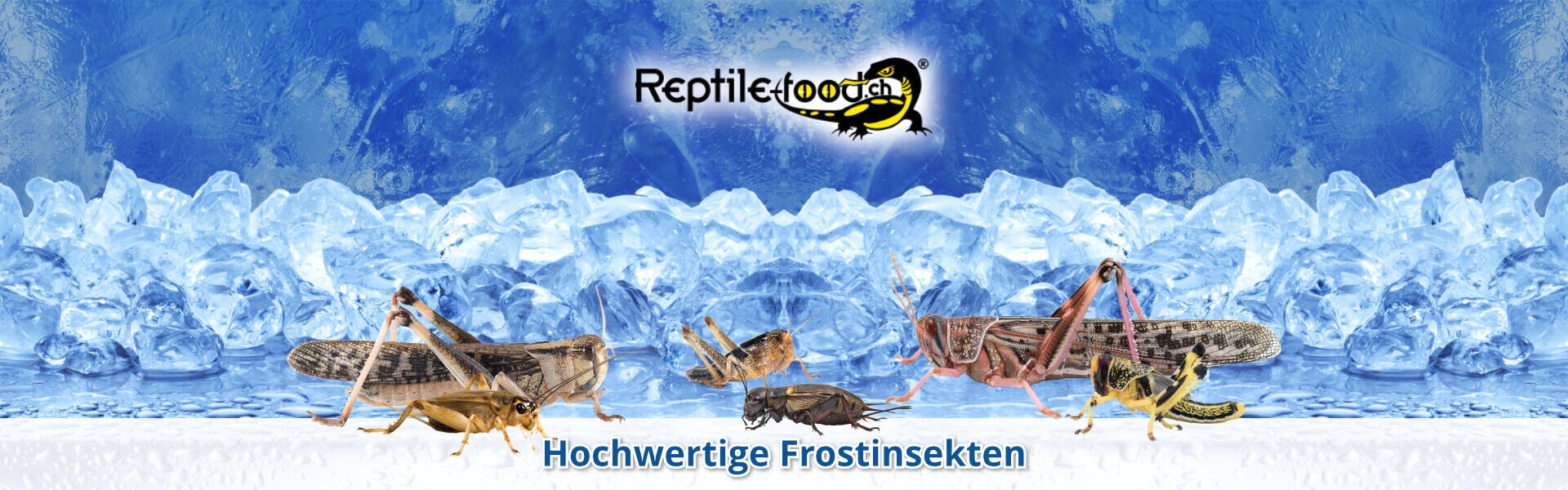 Insekten gefroren als Futtertiere / Futterinsekten