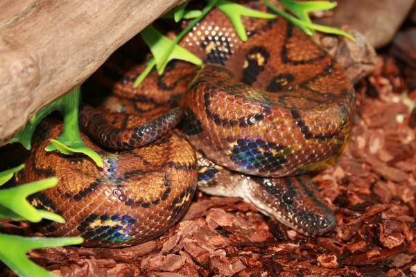 Boa arcobaleno rosso