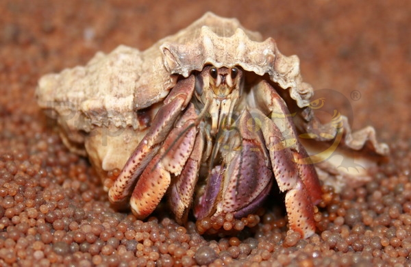 coenolebiasclypeatus Atlantischer Landeinsiedlerkrebs