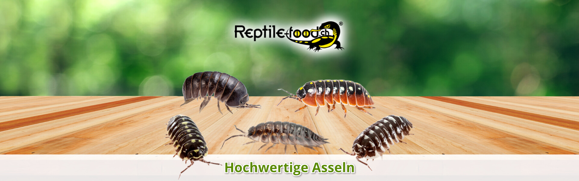 Asseln als Futtertiere / Futterinsekten Asseln als Futtertiere / Futterinsekten