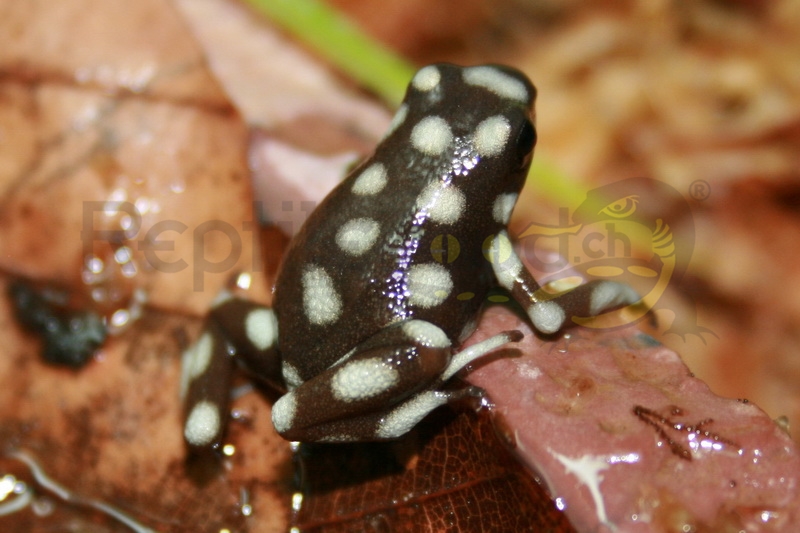 excidobatesmysteriosusweb Excidobates mysteriosus