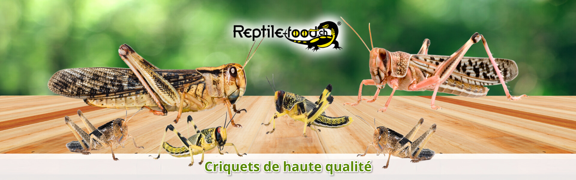 Criquets de haute qualité Criquets de haute qualité