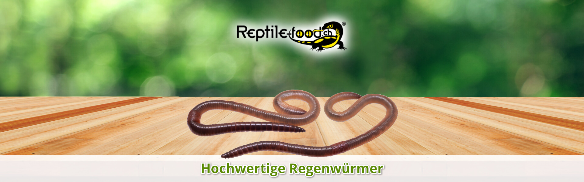 Regenwürmer als Futtertiere / Futterinsekten Regenwürmer als Futtertiere / Futterinsekten