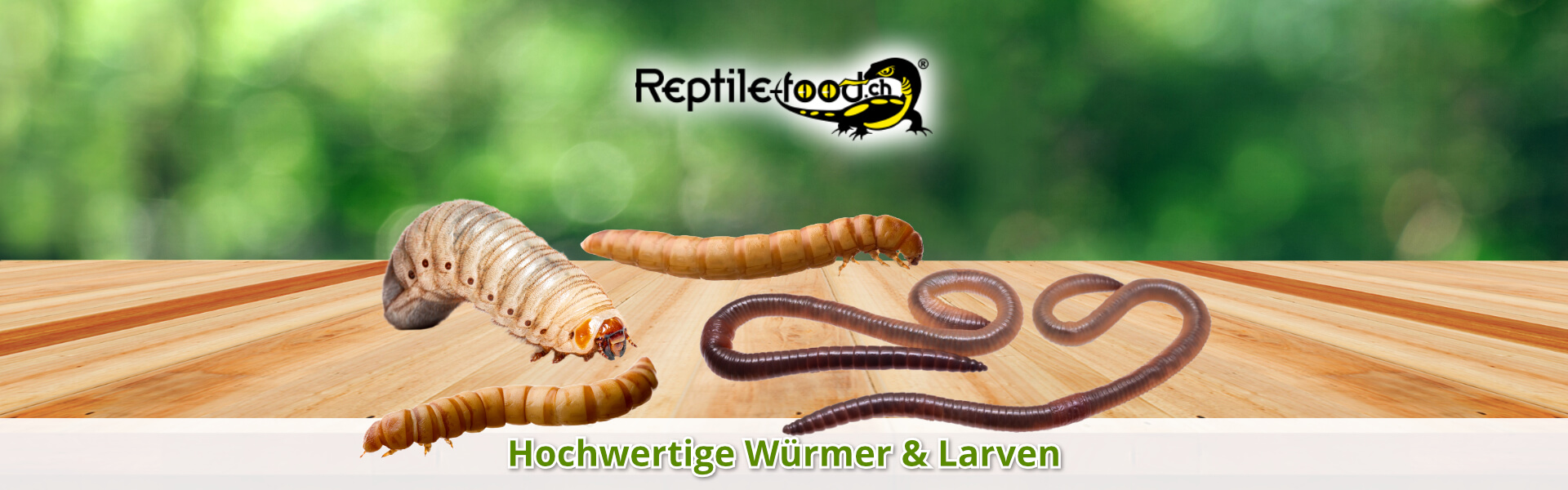 Würmer & Larven als Futtertiere / Futterinsekten