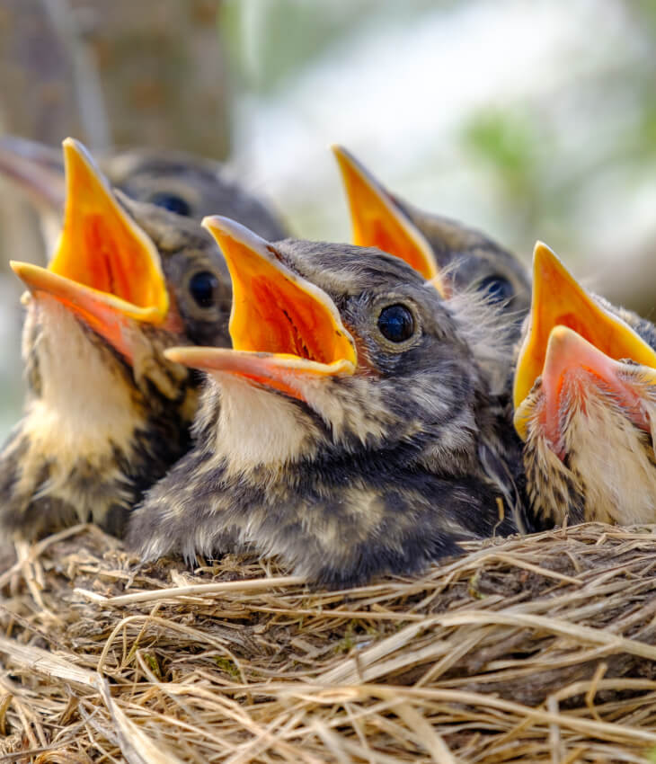 Cibo per uccelli selvatici