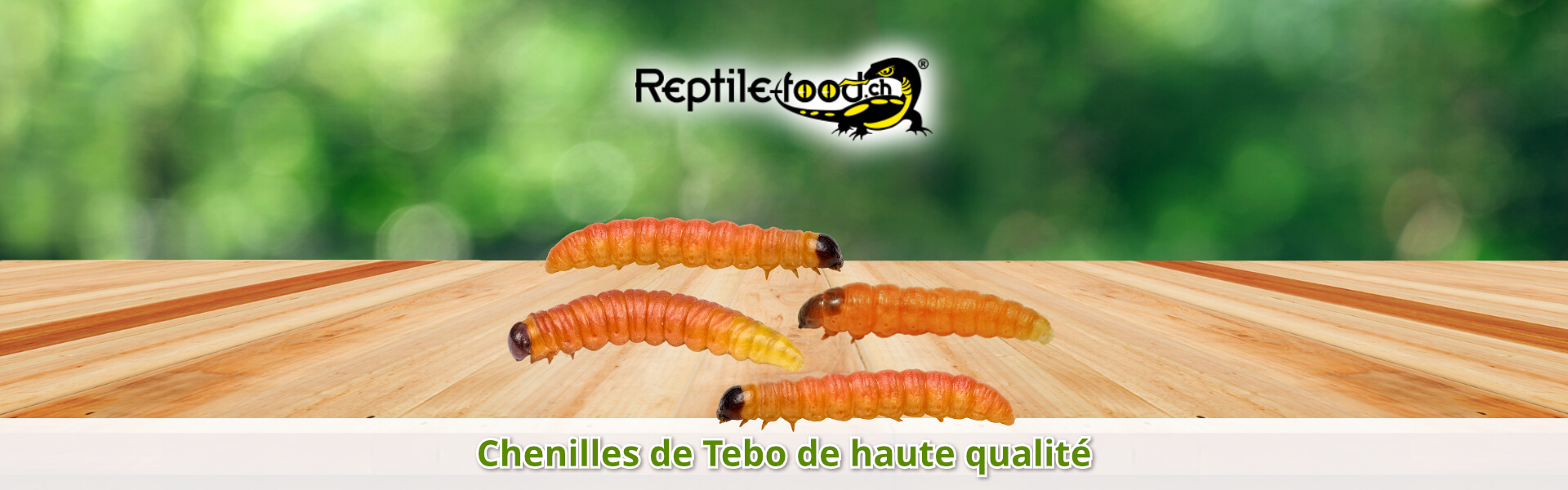Chenilles de Tebo de haute qualité