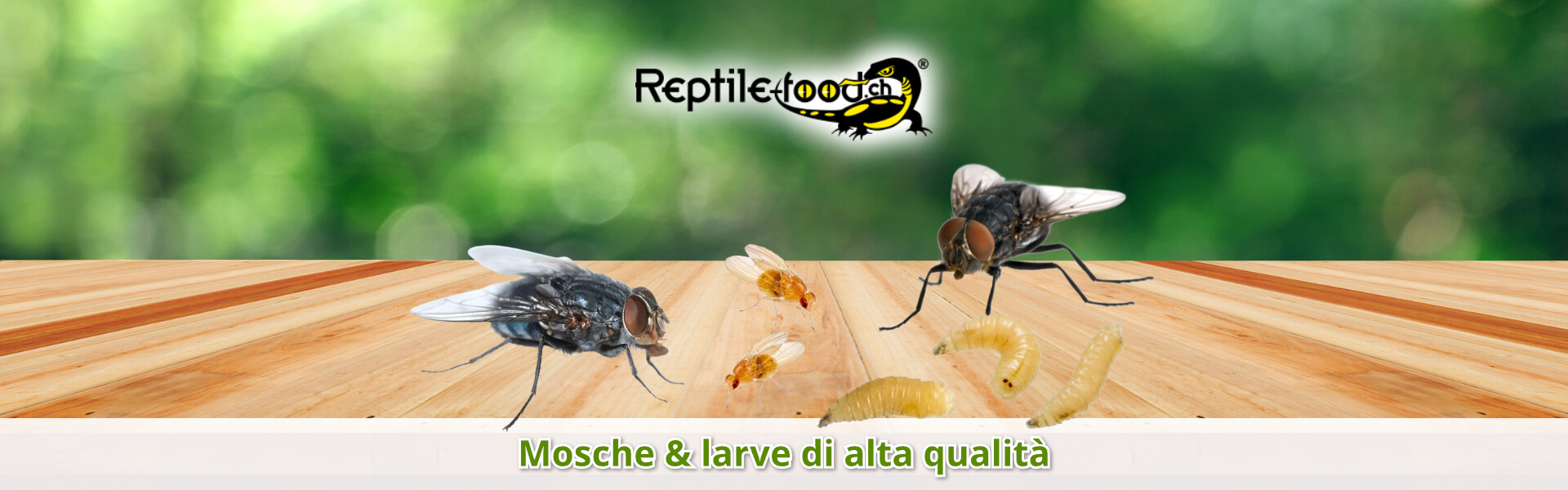 Mosche e larve di alta qualità